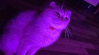 Лот: 20756958. Фото: 2. Кошка шотландская. Животные и уход