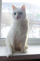 Лот: 3499185. Фото: 4. Блондин с голубыми глазами ищет... Красноярск