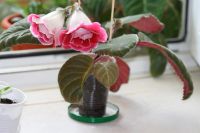 Лот: 2968564. Фото: 2. Глоксиния 36 (цветет). Комнатные растения и уход