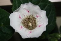 Лот: 4336192. Фото: 7. Глоксиния белая с черными точками