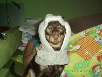 Лот: 2288415. Фото: 3. Жилет и капюшон. Растения и животные