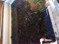 Лот: 4548681. Фото: 3. Раки живые, свежие!!!!. Красноярск