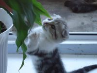 Лот: 4395318. Фото: 2. Шикарная вислоухая кошечка!. Животные и уход