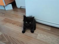 Лот: 2880367. Фото: 2. Отдам котенка (мальчик). Животные и уход