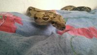 Лот: 6555356. Фото: 4. Императорский Удав ((Boa constrictor... Красноярск