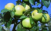 Лот: 11702903. Фото: 2. яблоня сорт Любава. Семена, рассада, садовые растения