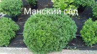 Лот: 11073477. Фото: 6. Хризантема мультифлора( шаровидная...