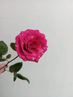 Лот: 25604821. Фото: 4. роза. Красноярск