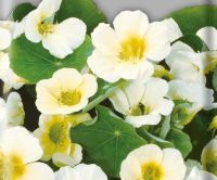 Лот: 12955064. Фото: 3. Семена настурции вьющейся "Йети... Для дачи, дома, огорода, бани, парка