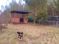 Лот: 13886258. Фото: 2. Добрейший Пёс. Животные и уход