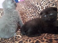 Лот: 4598971. Фото: 4. продам породистого шотландского... Красноярск