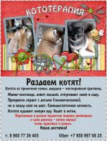 Лот: 13708832. Фото: 4. Котята. Красноярск