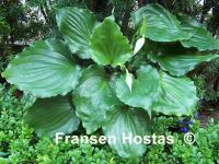 Лот: 25440170. Фото: 2. Хоста Кенди Диш (hosta Candy Dish... Семена, рассада, садовые растения