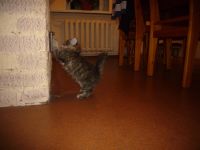 Лот: 4594060. Фото: 7. Кошечка
