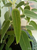 Лот: 10496264. Фото: 3. Куплю эвкалипт комнатный. Растения и животные