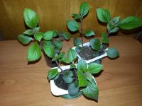 Лот: 9744565. Фото: 2. Ахименес фиолетовый. Комнатные растения и уход