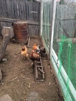 Лот: 7256302. Фото: 2. Петух. Растения и животные