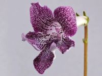 Лот: 3976769. Фото: 2. Стрептокарпус Streptocarpus Hottogisu... Комнатные растения и уход