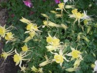 Лот: 4224432. Фото: 4. Аквилегия "мистер Скотт Эллиот... Красноярск