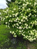 Лот: 17356094. Фото: 10. Дача Манский р-н, д. Кускун, СНТ...