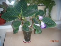 Лот: 7330421. Фото: 4. Глоксиния цветущая махровая. Цена... Красноярск