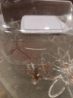 Лот: 25897618. Фото: 2. Масленка. Посуда, кухонная утварь