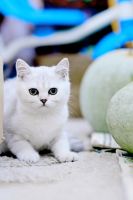 Лот: 10338546. Фото: 6. Продам британского котенка - девочка...