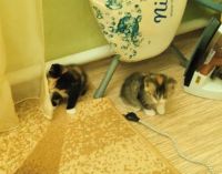 Лот: 20870174. Фото: 4. Котенок-девочка (1,5 месяца). Красноярск