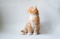 Лот: 12743918. Фото: 4. Котята. Красноярск