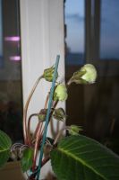 Лот: 4136035. Фото: 6. Глоксиния (зацветает!)