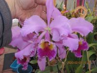 Лот: 16460056. Фото: 2. Продам орхидею Cattl. Mossiae. Комнатные растения и уход