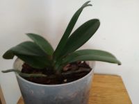 Лот: 19317815. Фото: 3. Орхидея фаленопсис цвет красно... Растения и животные