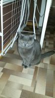 Лот: 8473903. Фото: 4. Котя, кошечка, котенок. Красноярск