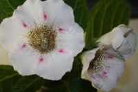 Лот: 4336192. Фото: 2. Глоксиния белая с черными точками. Комнатные растения и уход