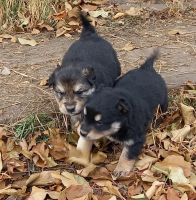 Лот: 18241825. Фото: 4. Щенки. Красноярск