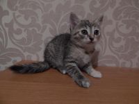Лот: 6560228. Фото: 4. Котята. Красноярск