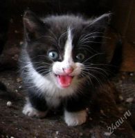 Лот: 1679088. Фото: 3. Срочно котята ищут хозяев:)*. Растения и животные