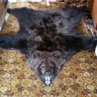 Лот: 7789695. Фото: 3. Шкура медведя (обмен на авто). Туризм, охота, рыбалка, самооборона