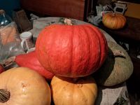 Лот: 24399666. Фото: 4. Тыквочка-тыква.