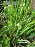 Лот: 7800613. Фото: 2. лук-многоярусный 5. Семена, рассада, садовые растения