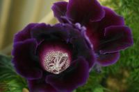 Лот: 4136013. Фото: 4. Глоксиния (цветущее растение в... Красноярск