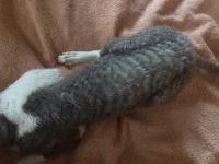 Лот: 14942073. Фото: 7. Котята корнишата-дончата