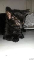 Лот: 8212308. Фото: 4. Отдам котят.Черные мальчик и девочка. Красноярск