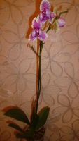 Лот: 6431079. Фото: 6. орхидея фаленопсис ( пелоричен...