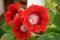 Лот: 4198581. Фото: 3. Глоксиния красная (всё растение... Растения и животные