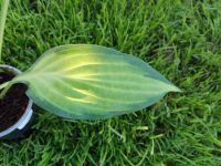 Лот: 16429641. Фото: 7. хоста Паулс Глори (Paul’s Glory...