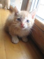 Лот: 5262893. Фото: 2. Отдам котят. Три мальчика и девочка... Животные и уход