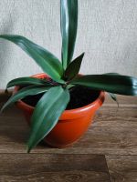 Лот: 25548498. Фото: 2. Традесканция рэо. Комнатные растения и уход