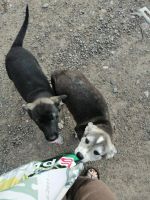 Лот: 14063830. Фото: 4. 4 щенка ищут хозяев. Красноярск