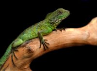 Лот: 3016881. Фото: 4. Водяная агама (Physignathus cocincinus... Красноярск
